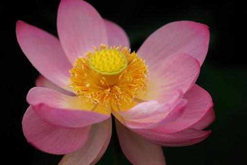 清廉さの象徴的な植物蓮の花 清廉さの象徴的な植物蓮の花の写真