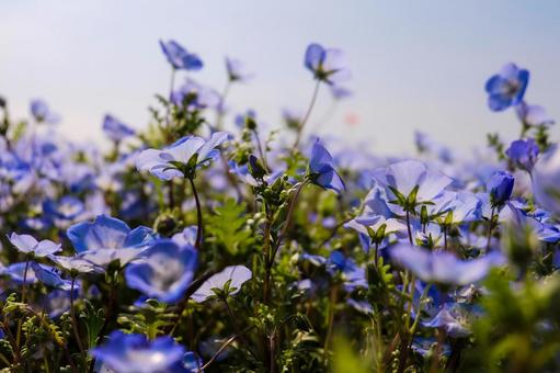 お花 お花の写真