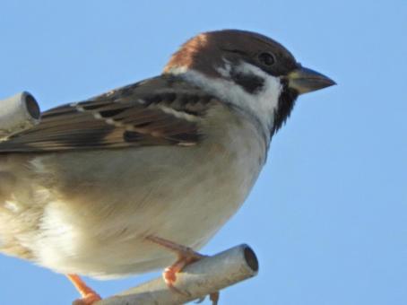 Photo, sparrow, bird, wild bird, 