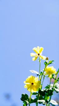 黄色のラナンキュラス 黄色のラナンキュラスの写真