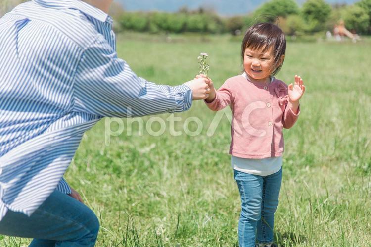 公園で野花・雑草の名前を教える母親と子供 親子,花,野花の写真素材