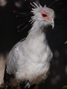 秘書鳥 秘書鳥