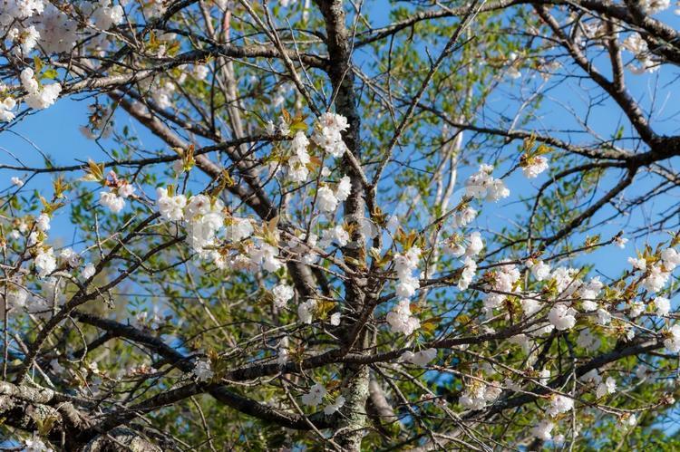 青空と桜の枝 青空,桜,枝の写真素材