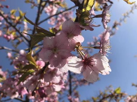 桜 桜の写真
