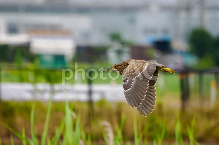 ホシゴイ⒃ 野鳥,ホシゴイ,若鳥の写真素材