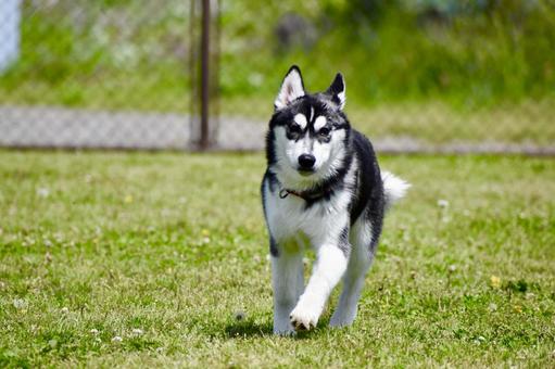 シベリアンハスキー シベリアンハスキー 犬,シベリアンハスキー,動物の写真素材
