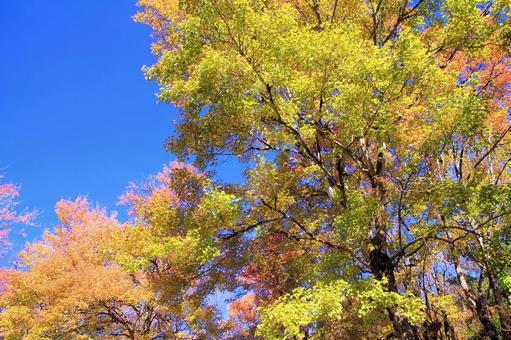 秋晴れの青空に映える紅葉/トウカエデ 紅葉,木々,カエデ科の写真素材