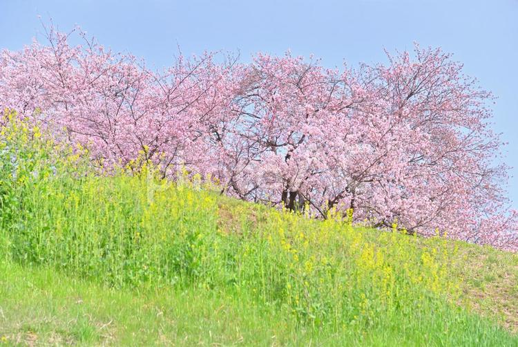 桜と菜の花 桜,菜の花,春の写真素材