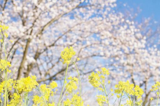 Sakura 19 Rape blossoms, JPG Sakura 19 Rape blossoms, JPG