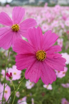 コスモス畑の写真