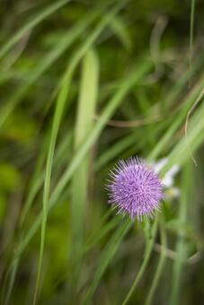 アザミの花 アザミ,紫,自然の写真素材