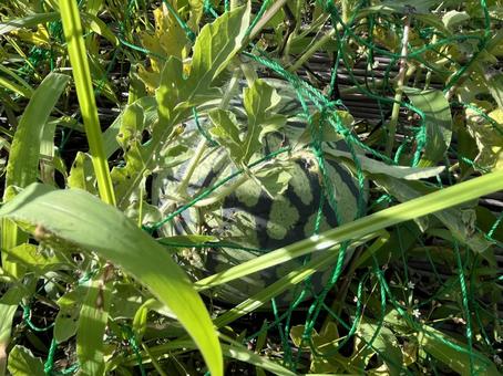 鳥対策のスイカ 鳥対策のスイカ 鳥対策,スイカ,野菜の写真素材
