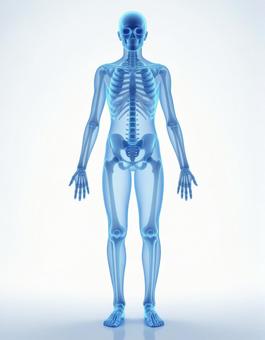 人体骨格のホログラフィック表示 人体骨格のホログラフィック表示の写真