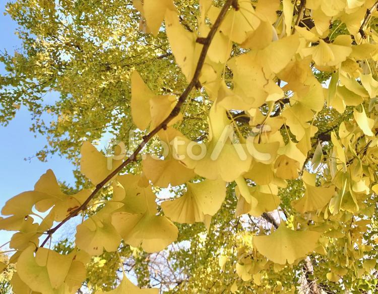 青空と色づいたイチョウ5 イチョウ,銀杏,黄色の写真素材