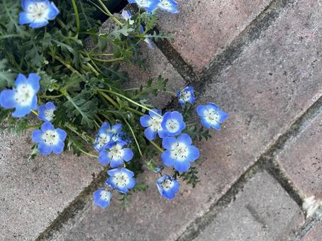 小さいお花の写真