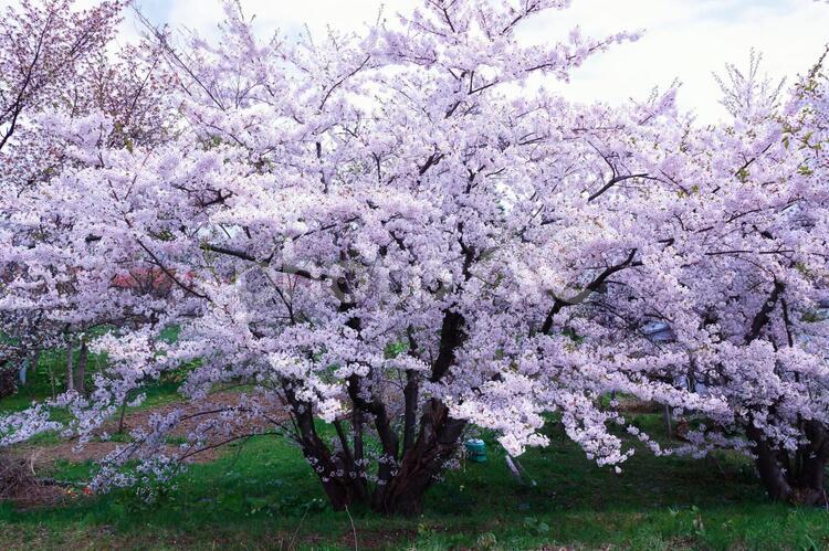 絶景は余市の桜並木 桜,花,空の写真素材