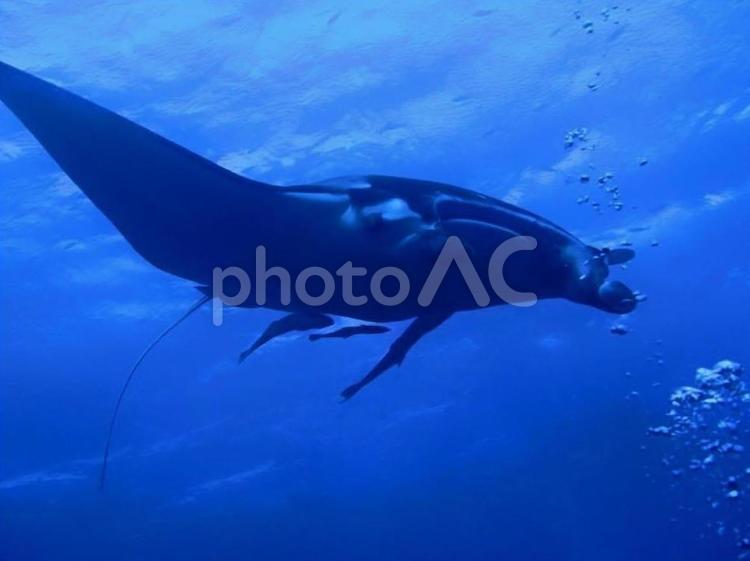水中から見たマンタ マンタ,水中,ダイビングの写真素材