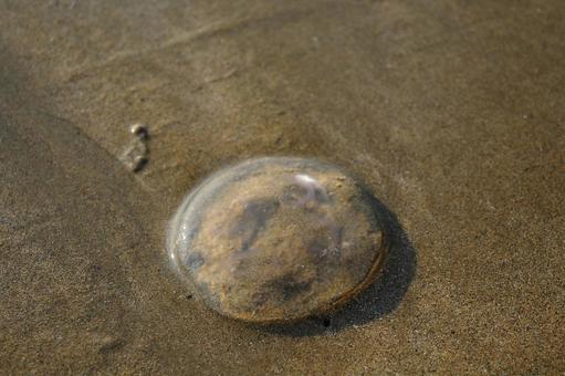 砂浜に落ちている透明のクラゲ 砂浜に落ちている透明のクラゲの写真