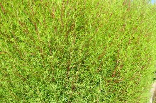 コキア コキア,植物,葉の写真素材