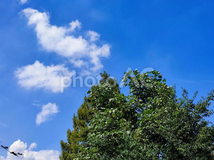 樹木と爽やかな空 空,自然,雲の写真素材