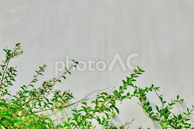 白い背景とグリーンの植物 コピースペース,ナチュラル,植物の写真素材