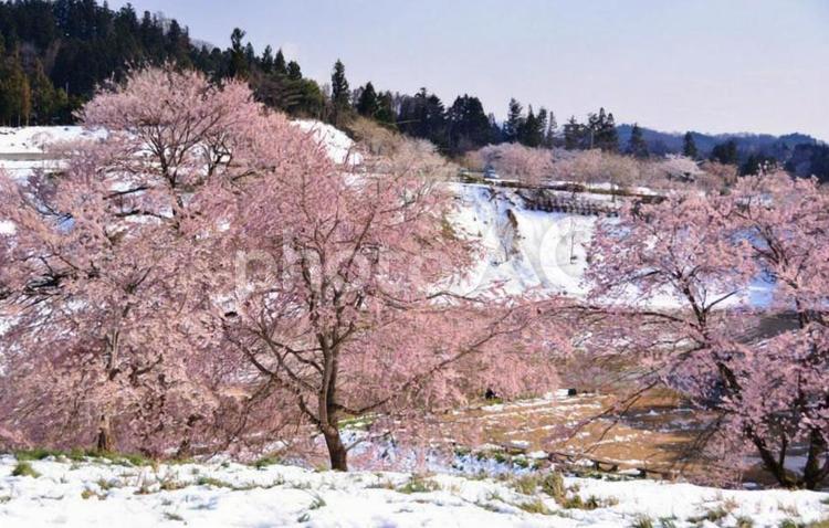 桜のある風景　 桜,自然,花の写真素材