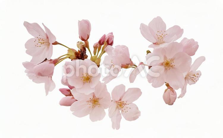 psdキリヌキ桜の花　パス付 psd,桜,春の写真素材