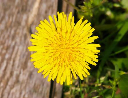 たんぽぽの写真