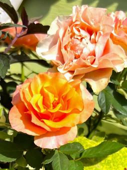 Autumn-blooming roses, JPG Autumn-blooming roses, JPG