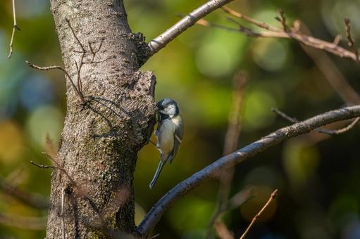 Great tit perched on a tree, tits, wild bird, bird, JPG