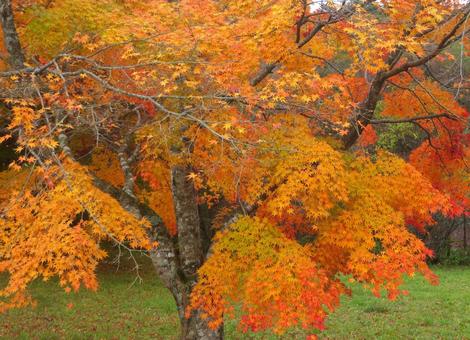 色鮮やかに染まる、もみじの紅葉 3 色鮮やかに染まる、もみじの紅葉 3の写真