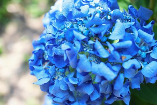 青い紫陽花 青い紫陽花の写真