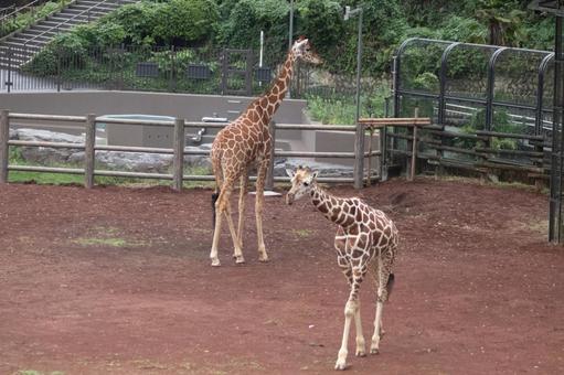 キリン2 キリン2 キリン,群れ,多摩動物園の写真素材
