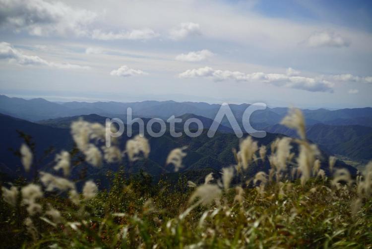 山草【山登り】 山草【山登り】 山,野草,花の写真素材