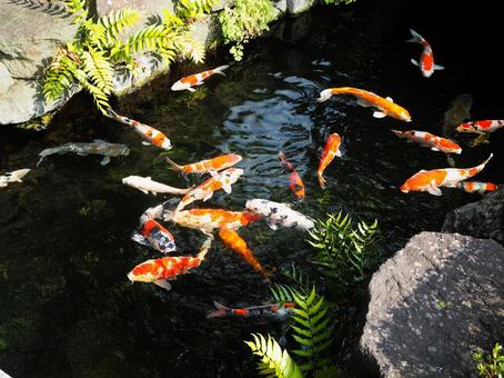 Photo, carp, japan, beautiful, 