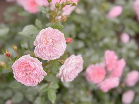 ピンクのバラの壁紙 バラ,薔薇,ピンクの写真素材