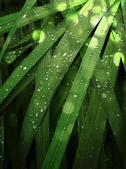 あめ あめ 雨,雨粒,レインの写真素材