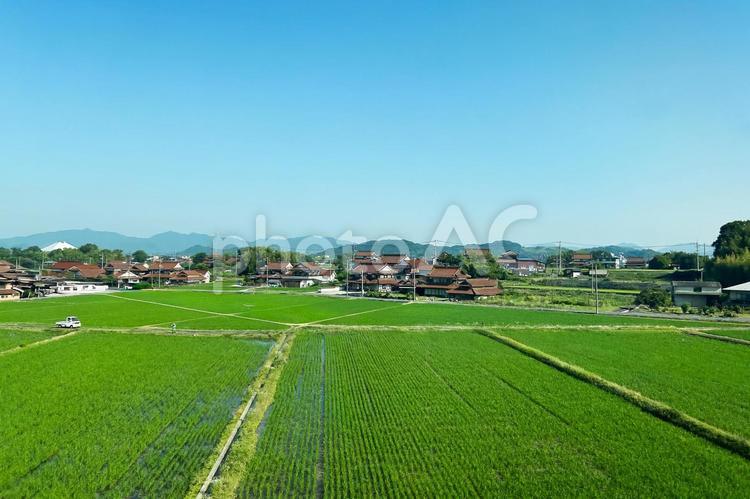 広大な田んぼに囲まれた初夏の田舎の景色 田園風景,田んぼ,畑の写真素材