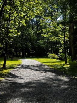 Photo, park, summer, shade of tree, 
