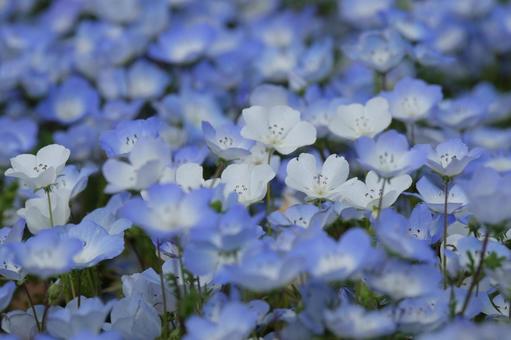 Nemophila, JPG Nemophila, JPG