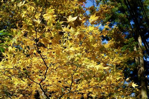 黄葉した木 秋,11月,黄の写真素材