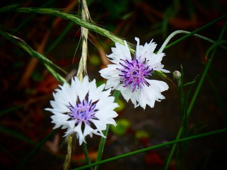 ヤグルマギクの写真