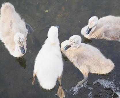 白鳥の子供たち 白鳥の子供たち ハクチョウ,白鳥,鳥の写真素材