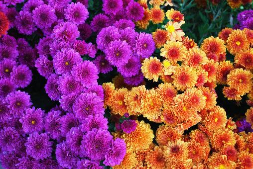 二色の菊　オレンジ・ピンクの写真