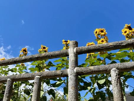 道端のひまわり 道端のひまわり 自然,空,美しいの写真素材