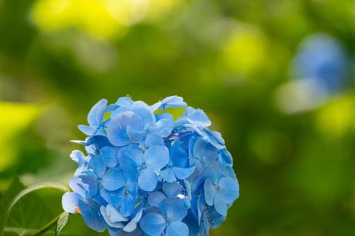 初夏の光に輝く青い紫陽花 紫陽花,青,花の写真素材