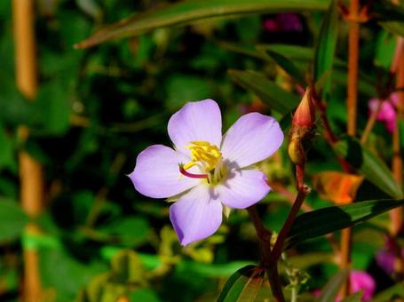 紫の花 紫の花の写真