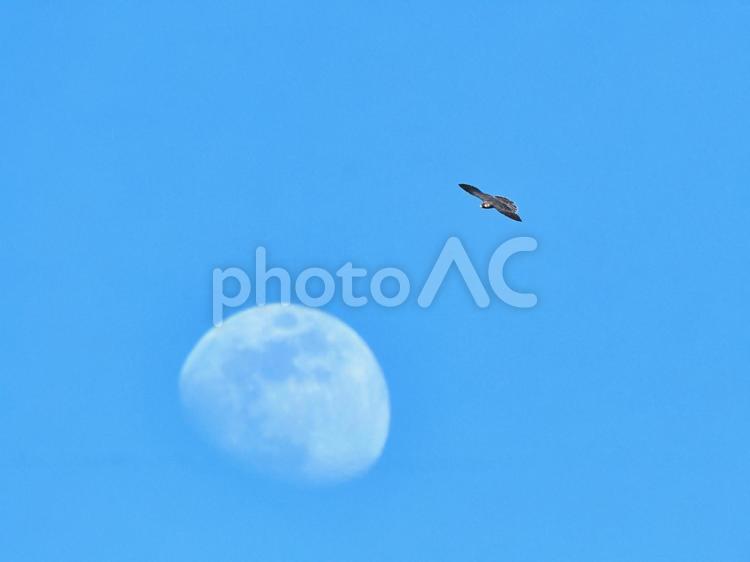 月とハヤブサ 隼,ハヤブサ,月の写真素材