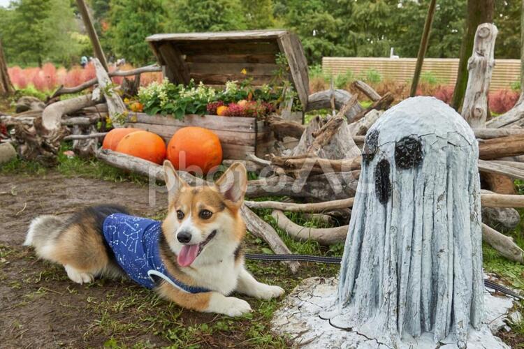 コーギー　ハロウィン コーギー,ハロウィン,かぼちゃの写真素材