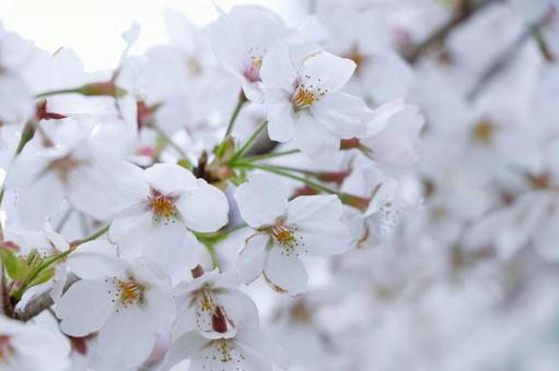 ソメイヨシノ(桜) ソメイヨシノ(桜)の写真